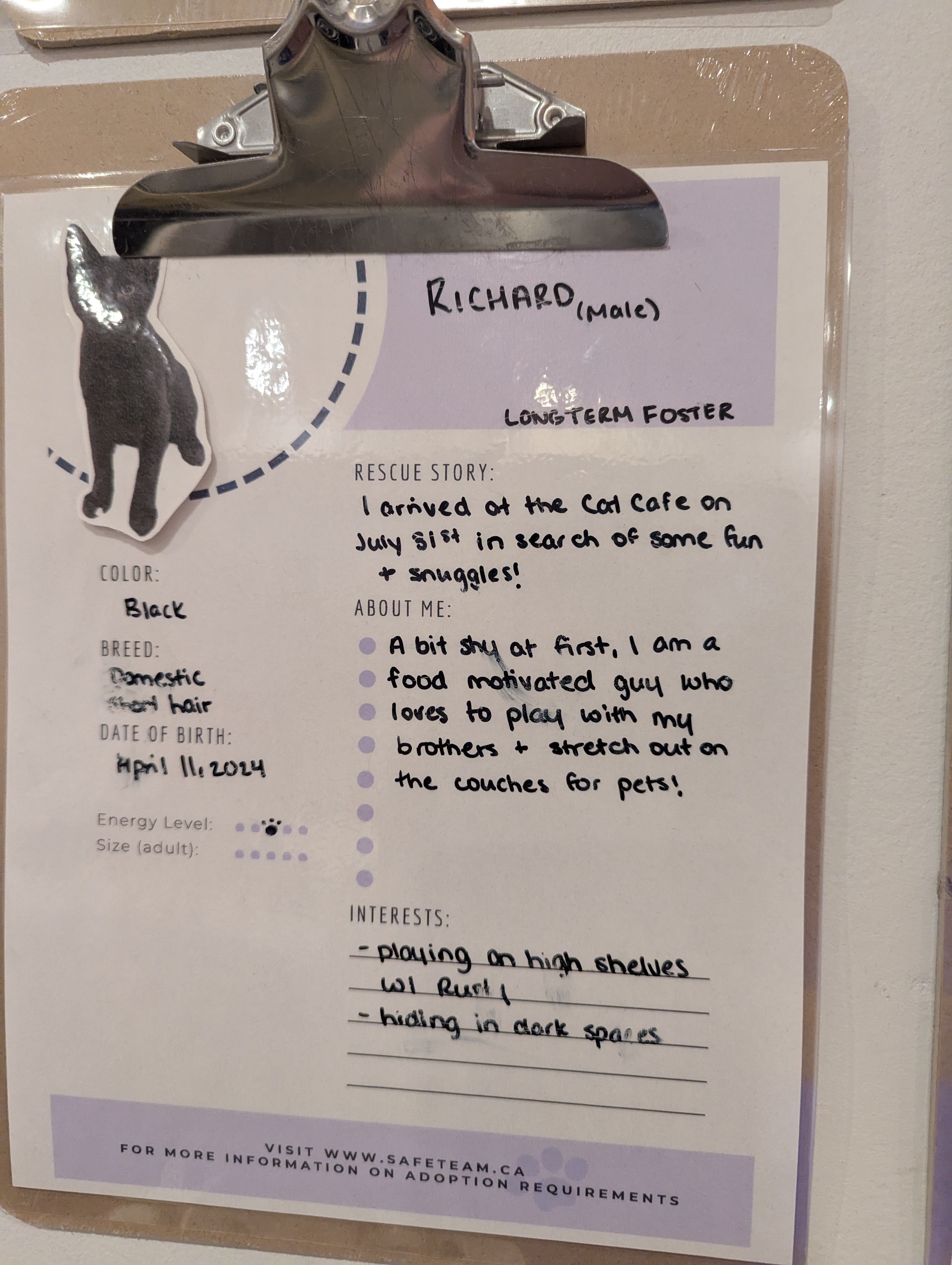 Birthday Trip to Canada, Cat Cafe, Edmonton